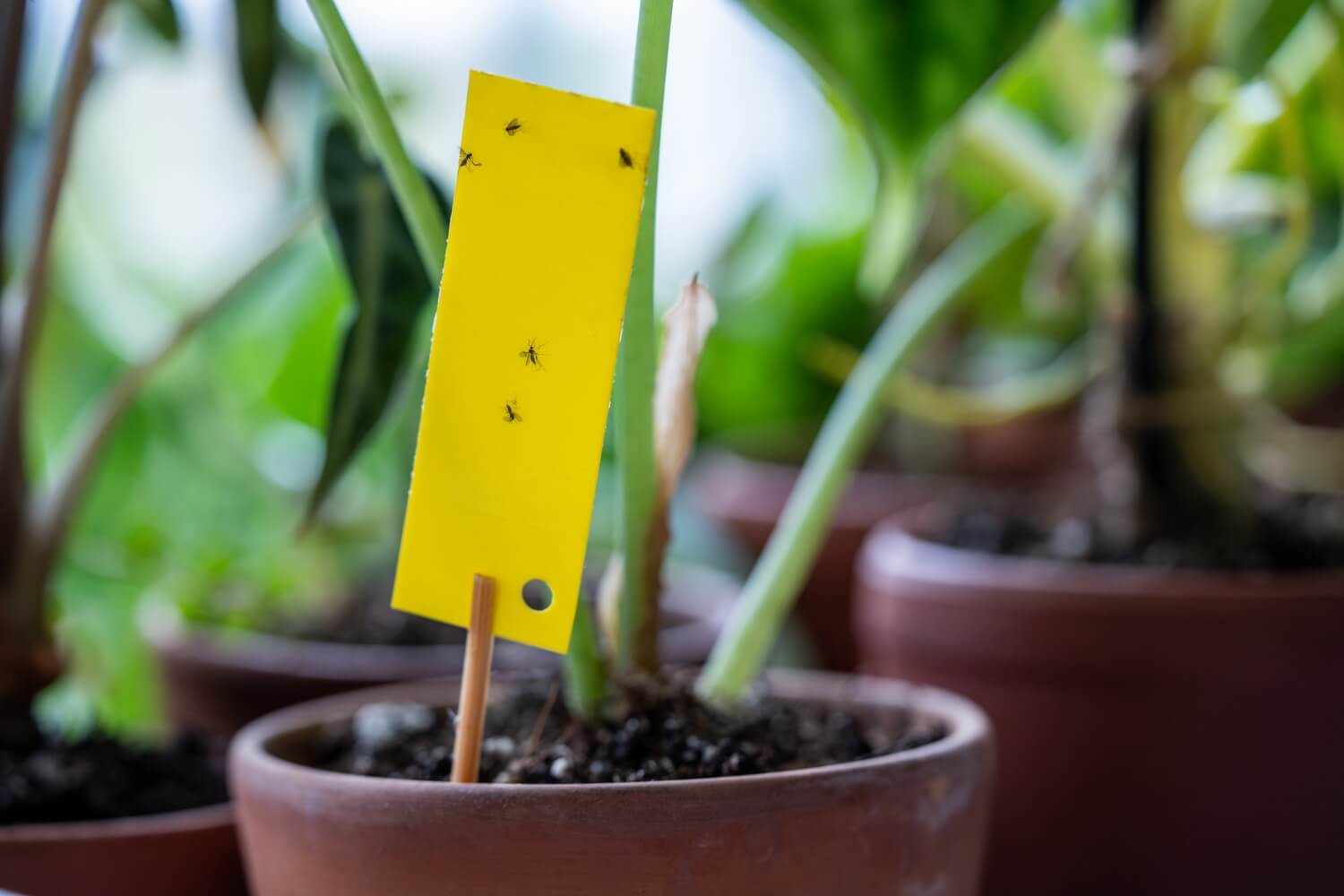 Kleine zwarte vliegjes in huis - rouwvliegjes-kamerplant