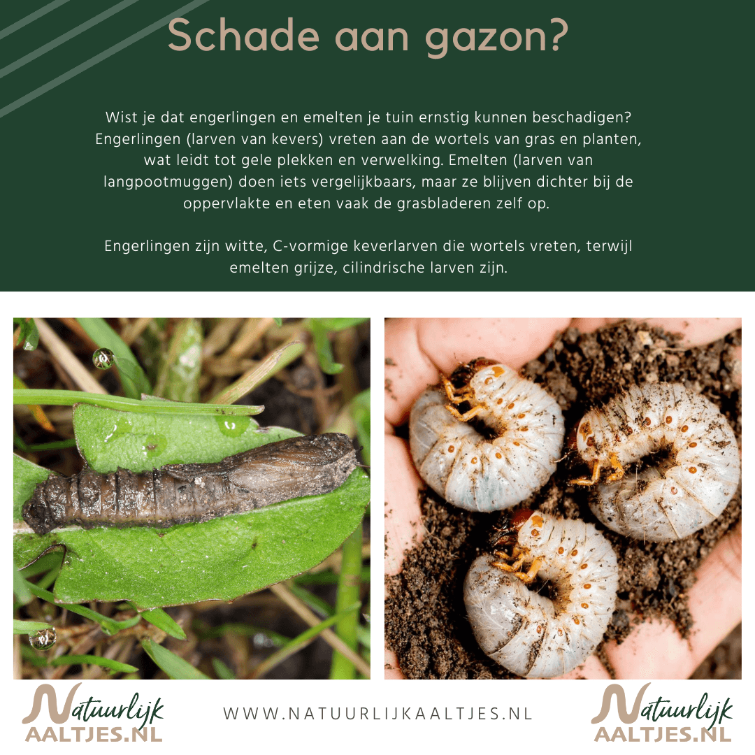 Kunnen aaltjes in de moestuin? - www