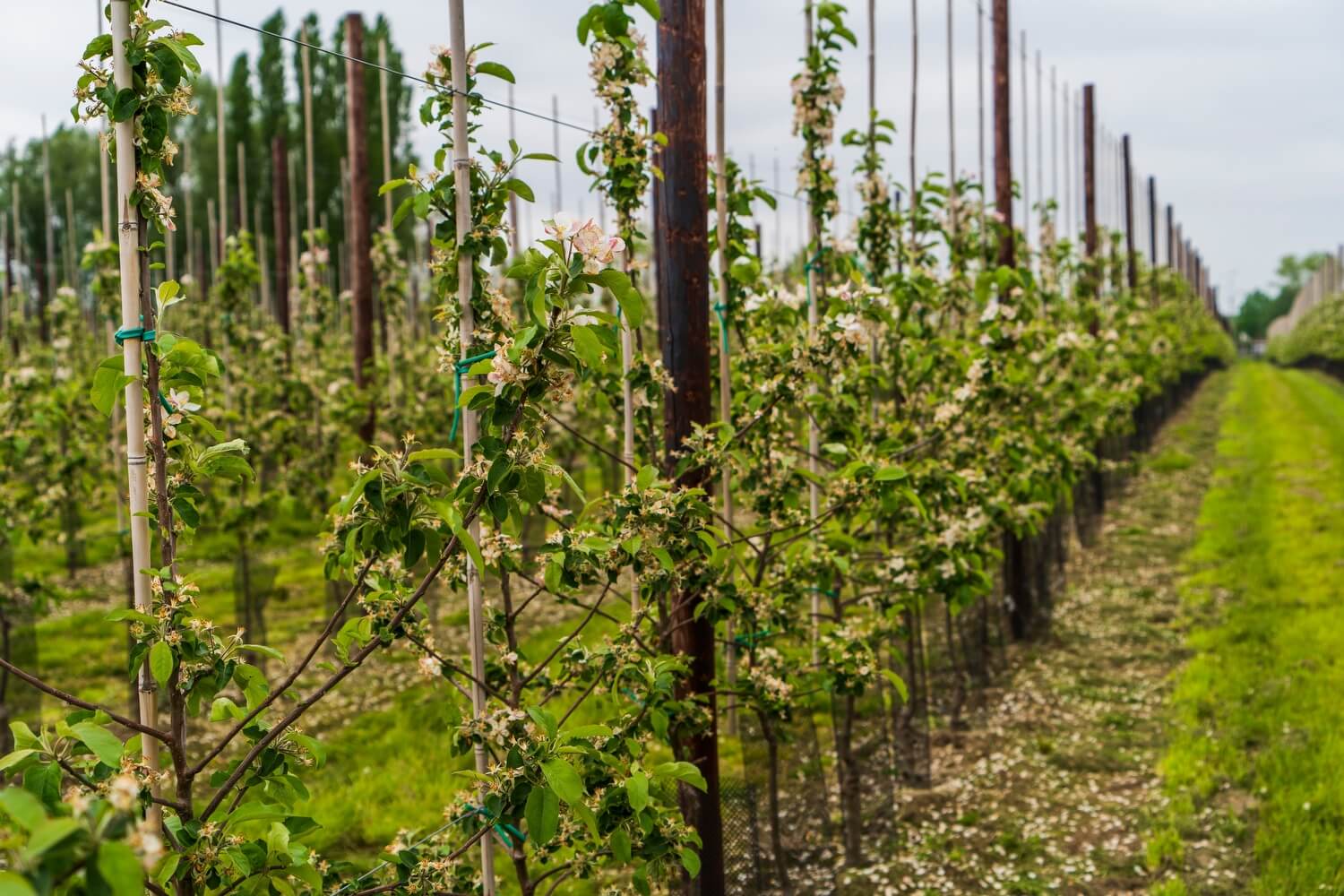 Mierennest appelboom bestrijden - aaltjes-in-kwekerij-gebruiken