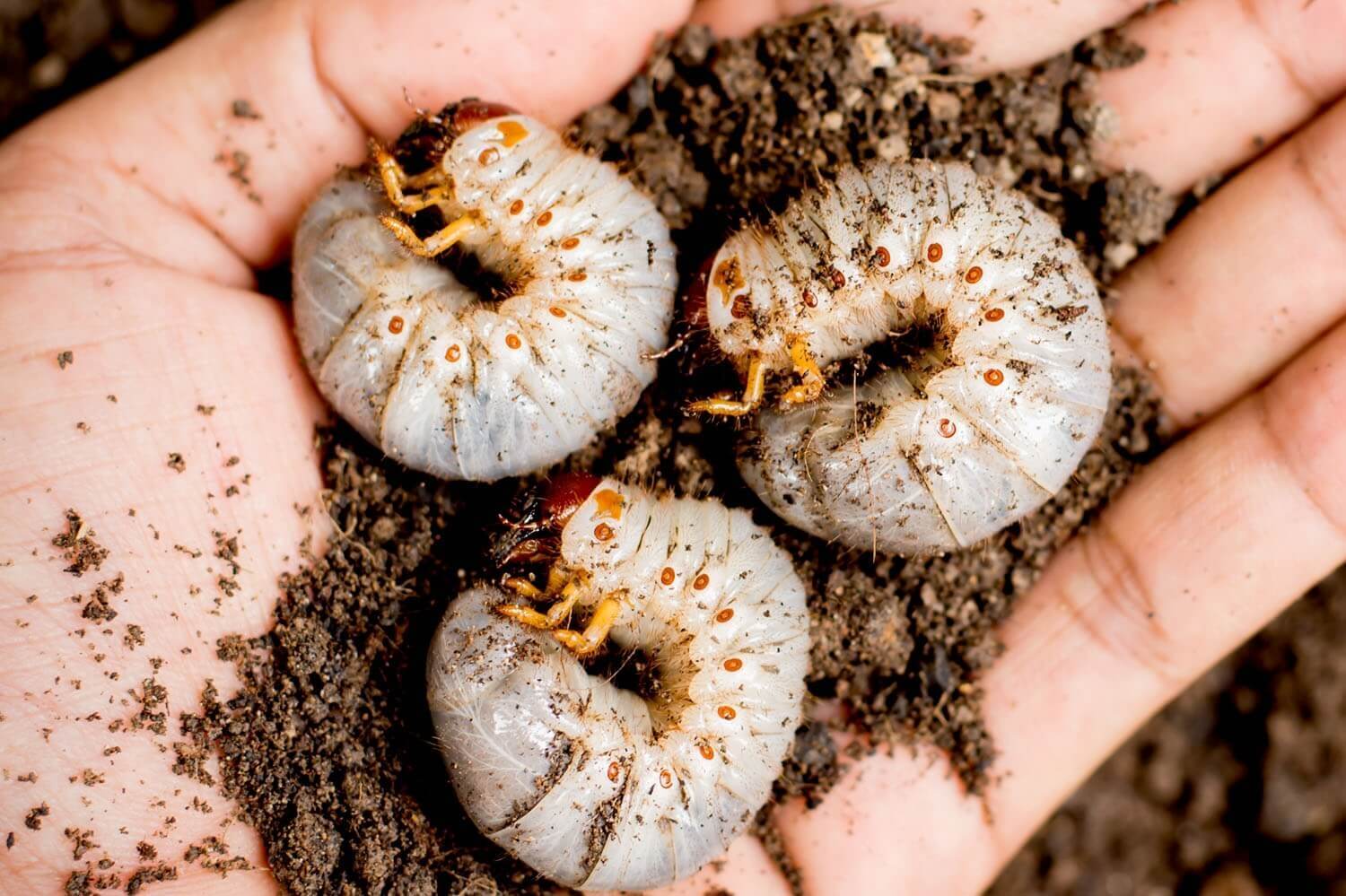 Natuurlijk aaltjes - aaltjestegenengerlingen