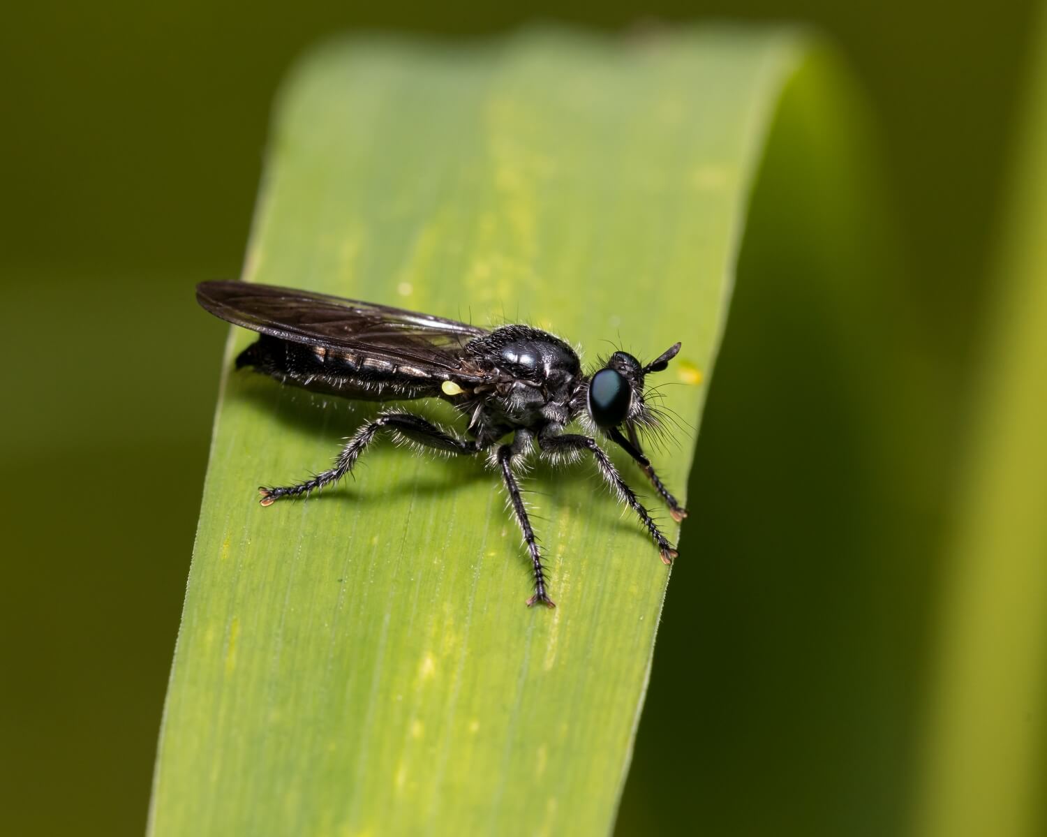 Nematoden bestellen - zwarte-vliegjes-plant