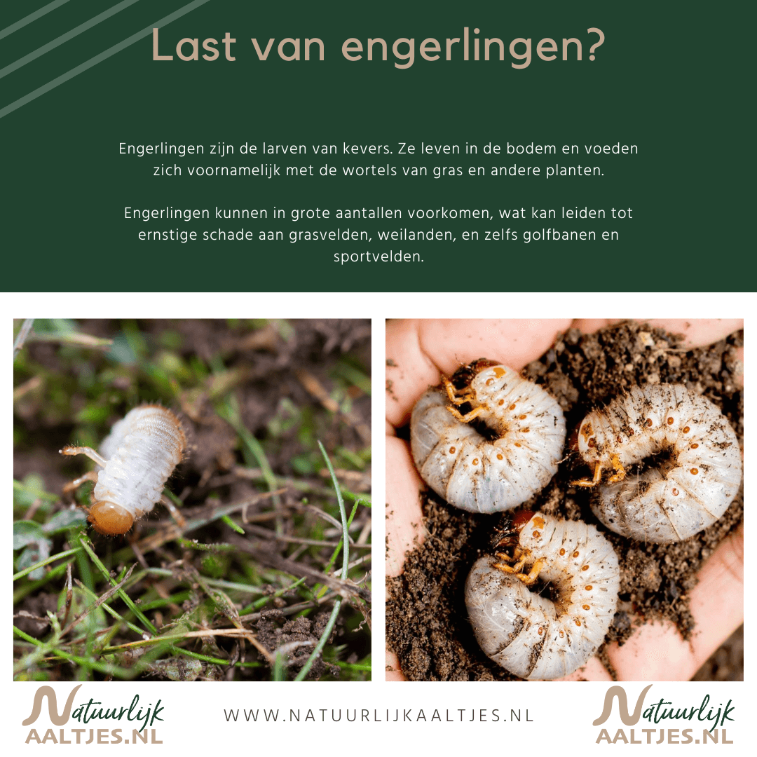 Nematoden tegen engerlingen kopen - www