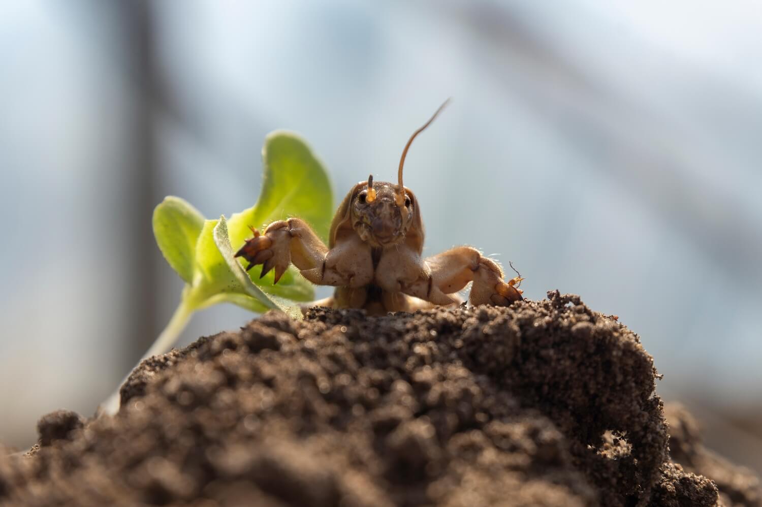 Nematoden tegen veenmollen in de tuin - veenmol-bestrijdenmetaaltjes