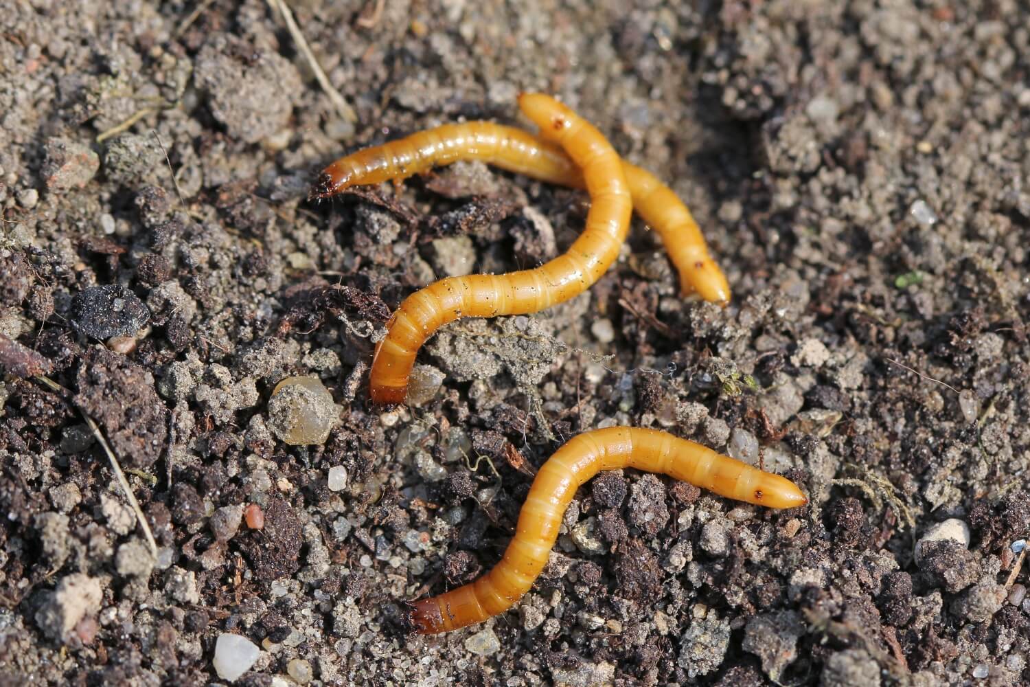 Rtinaalden in de moestuin - koperworm-aaltjes-bestrijden-ritnaald