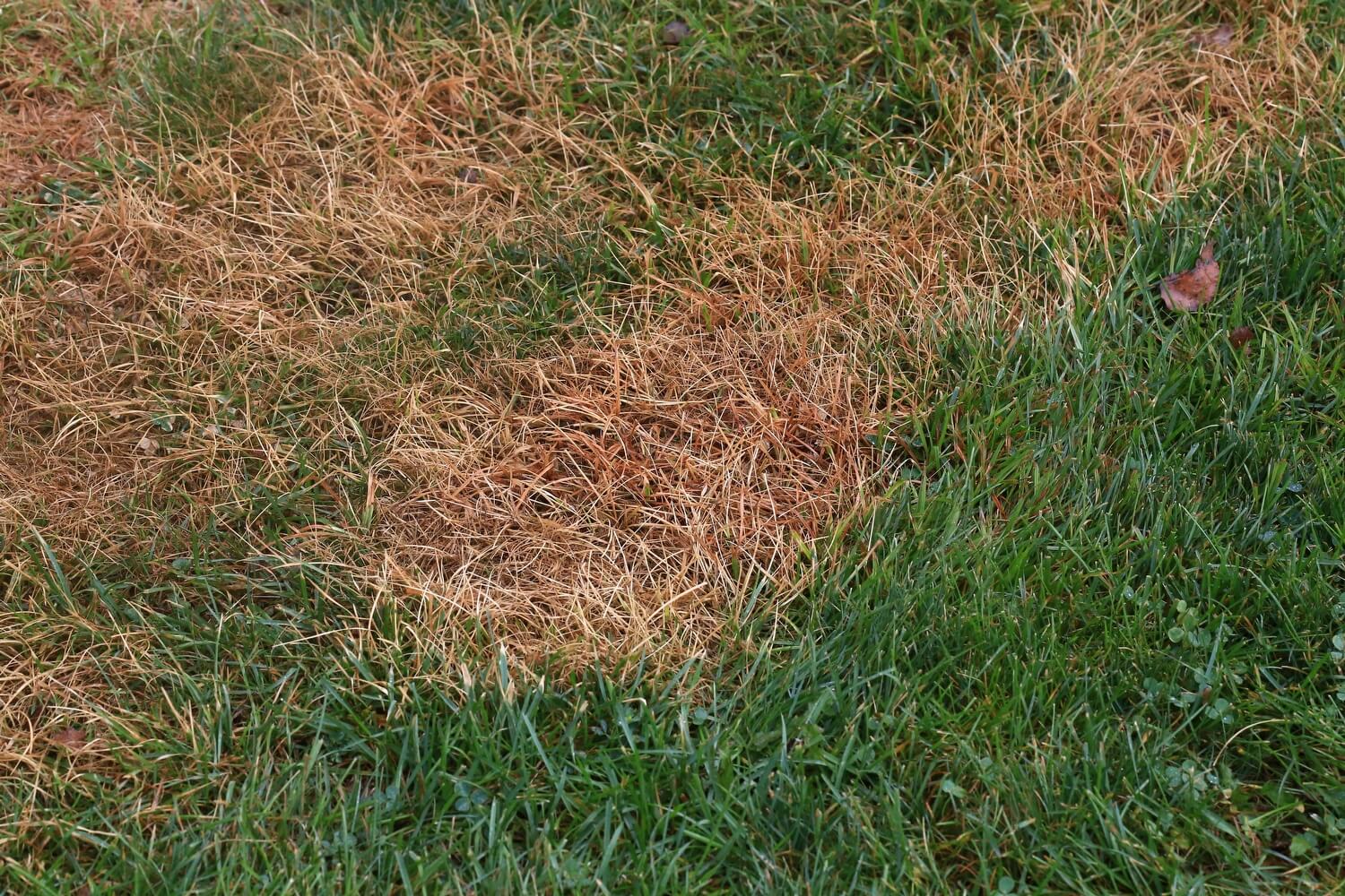 Rupsen in gras - Lastvanrupseningras