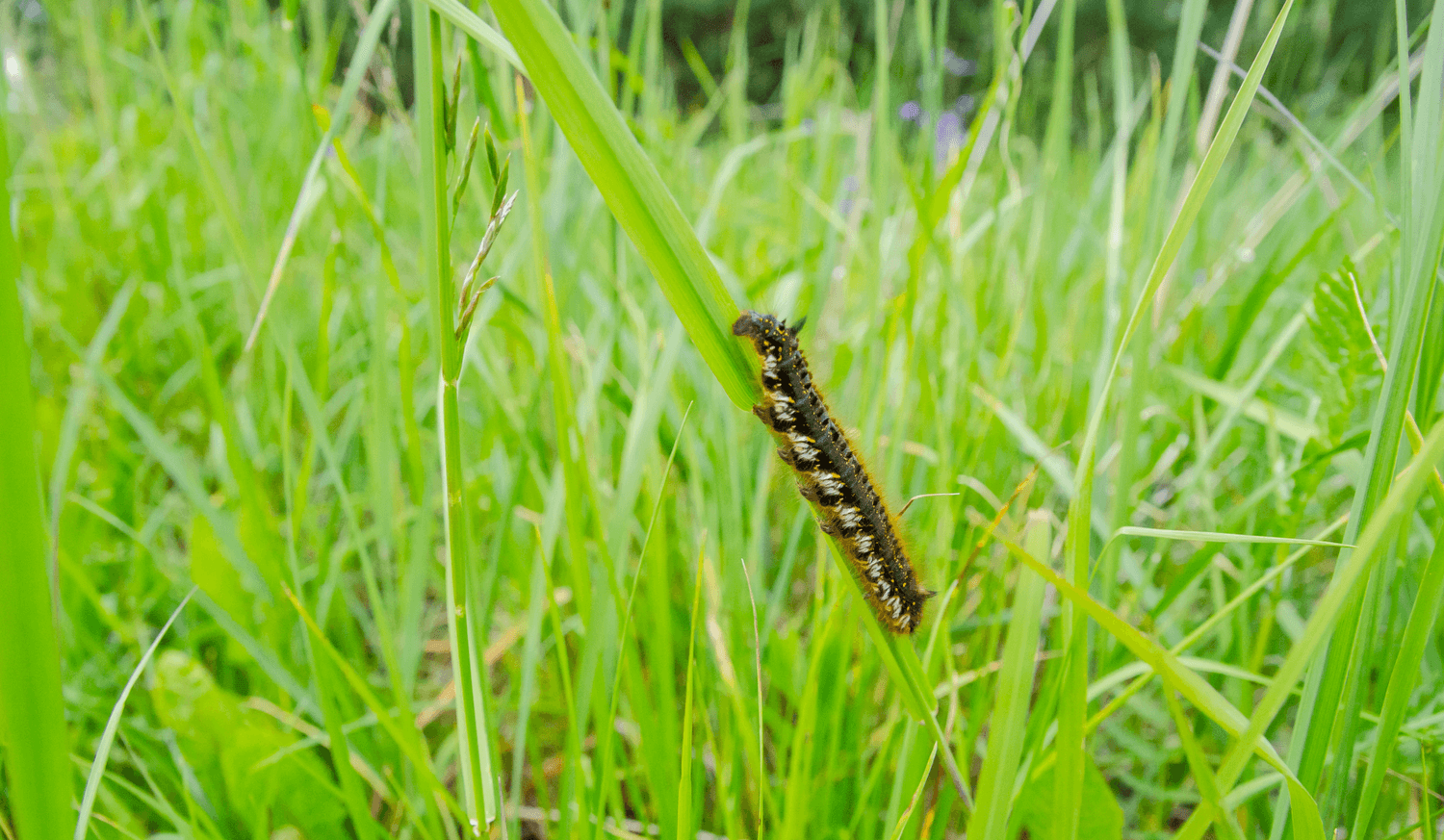 Rupsen in gras - rupseningras