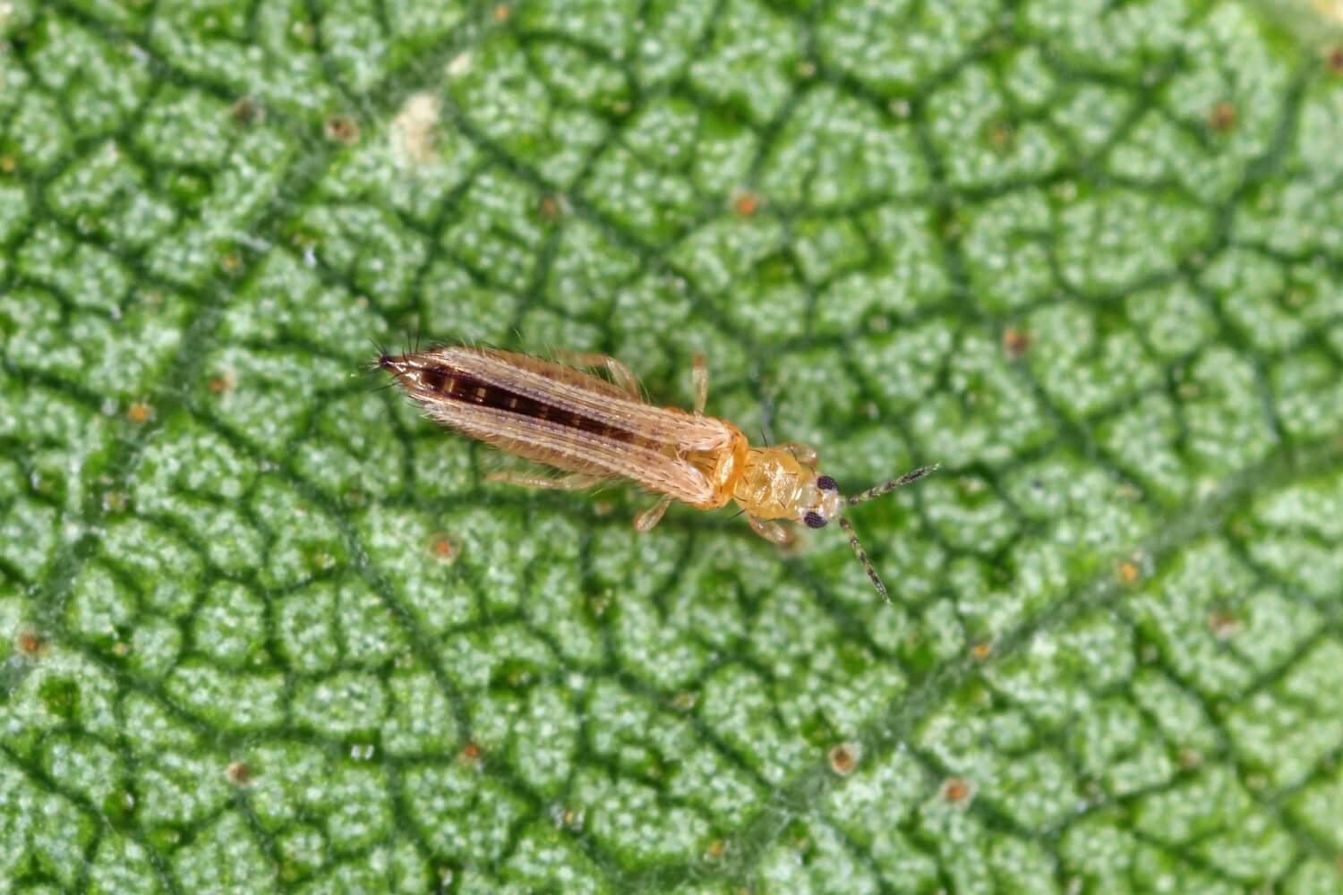 Thrips bestrijden met aaltjes - last-van-thrips-plant