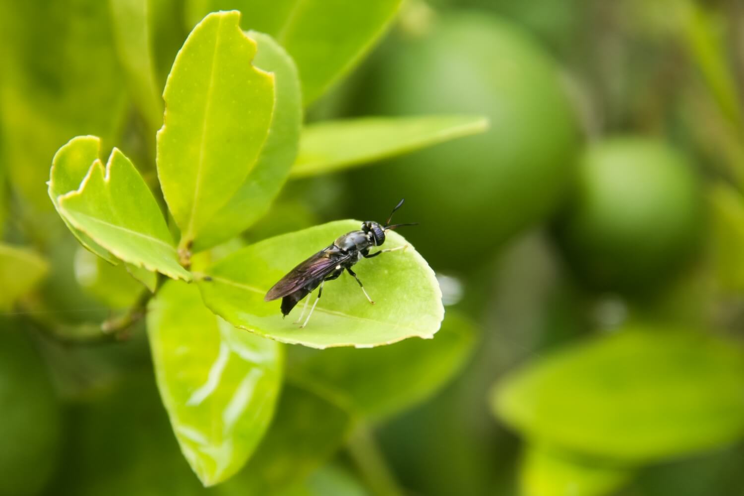 Verschil tussen rouwvliegjes en fruitvliegjes - shutterstock_2507420013