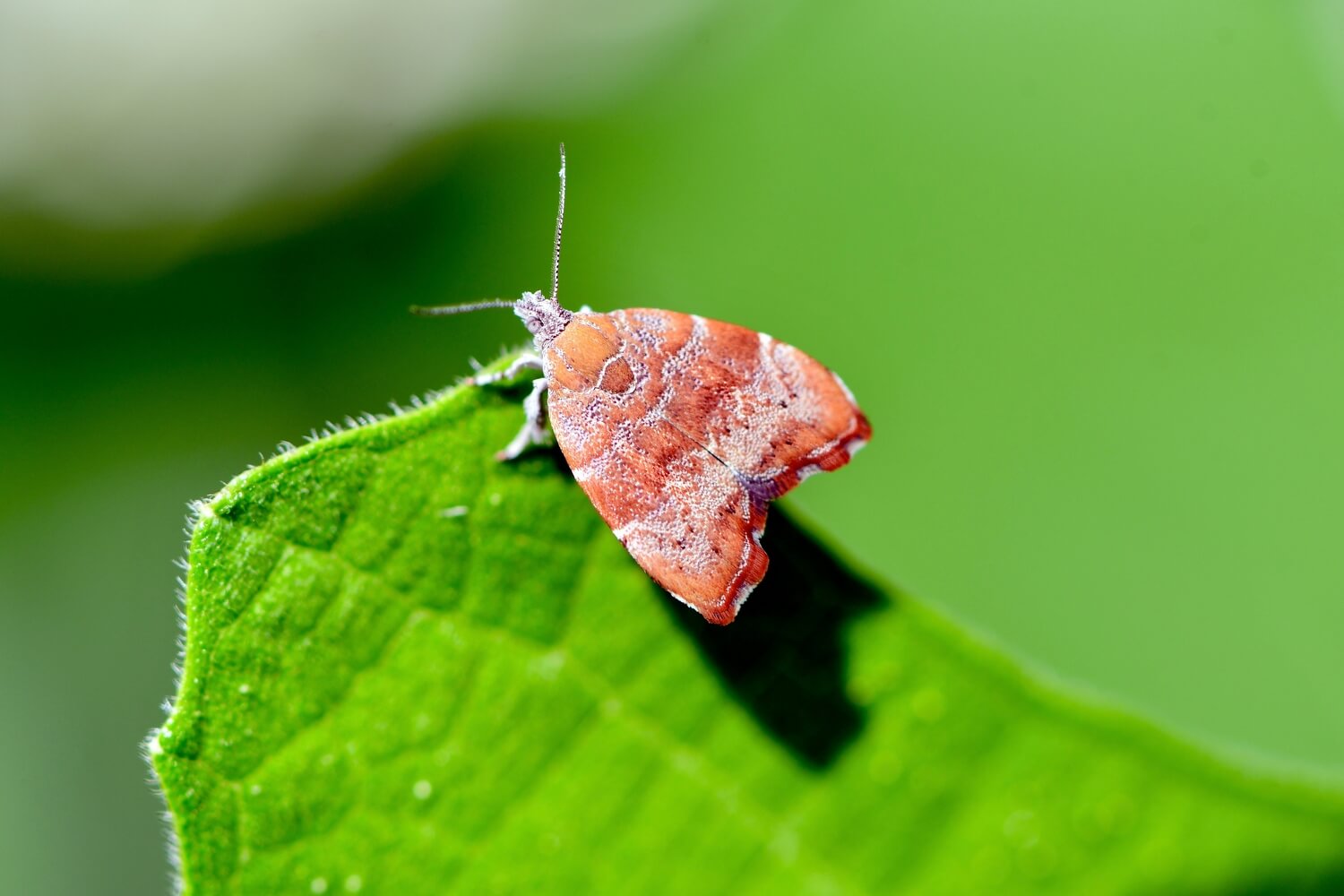 Vijgenskeleteermot Bestrijden met Aaltjes - shutterstock_2335023863