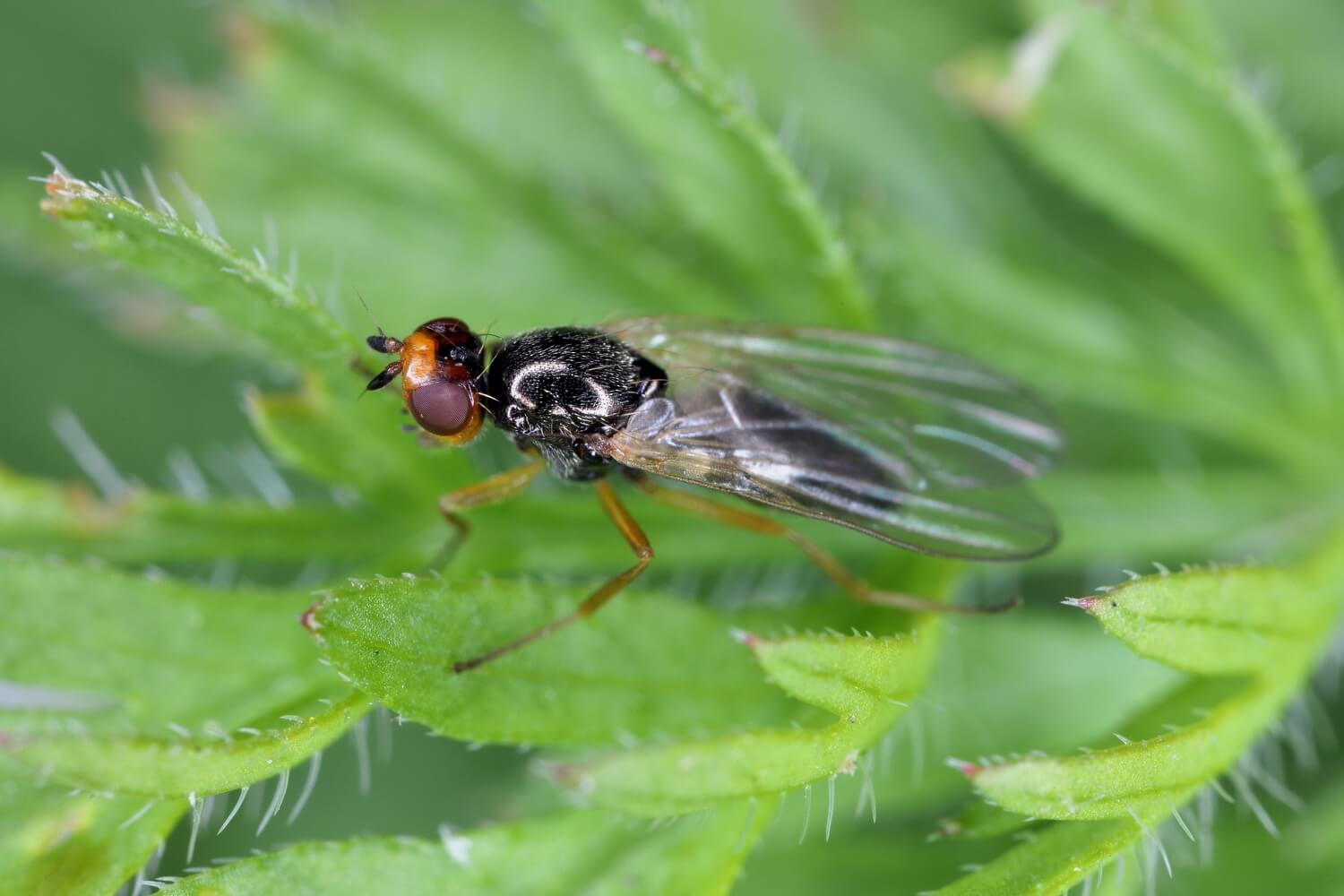 wortelvlieg natuurlijk bestrijden - wortelvlieg-bestrijden-met-aaltjes